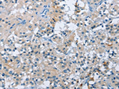 Anti-BTN2A2 / Butyrophilin subfamily 2 member A2 Antibody