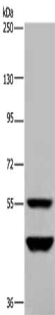Anti-MTF2 Antibody