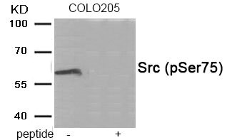 Anti-Phospho-SRC (Ser75) Antibody