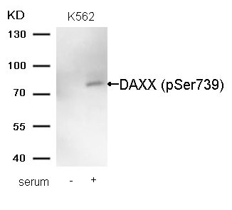 Anti-Phospho-DAXX (Ser739) Antibody