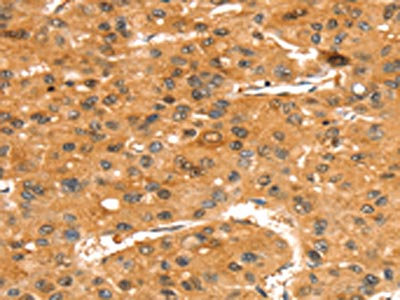Anti-SLC24A4 Antibody