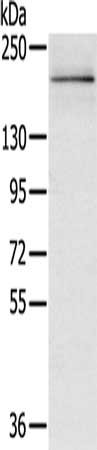 Anti-RGS12 Antibody