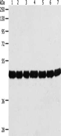 Anti-Actin Antibody
