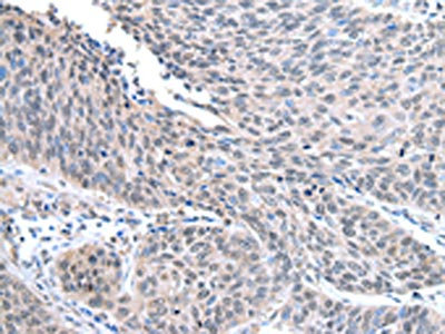Anti-STRAP / serine/threonine kinase receptor associated protein Antibody