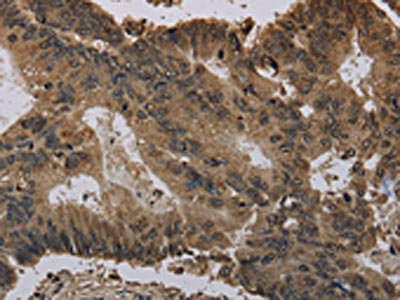 Anti-H4C1 / Histone H4 Antibody