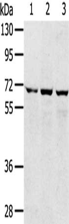 Anti-SLC5A9 Antibody