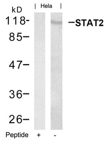 Anti-STAT2 (Ab-690) Antibody