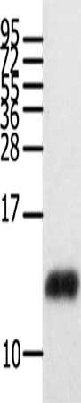 Anti-CCL28 Antibody