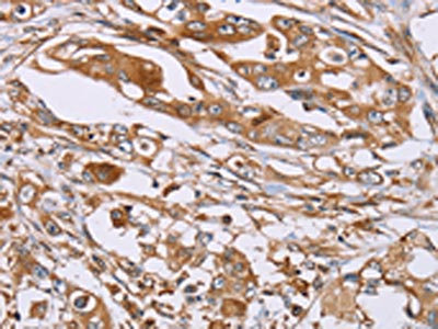 Anti-OS9 Antibody