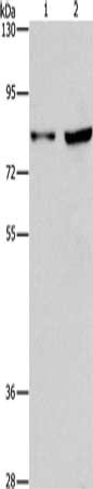 Anti-MYB Antibody