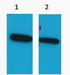 Anti-ECFP-Tag Antibody